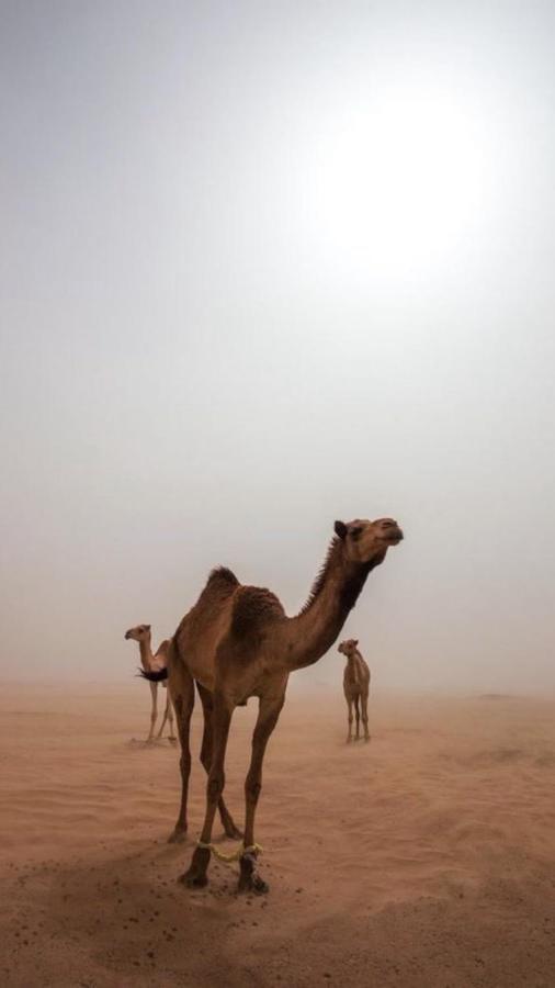 Wadirum Zeid Camp&Tours Wadi Rum Exterior foto